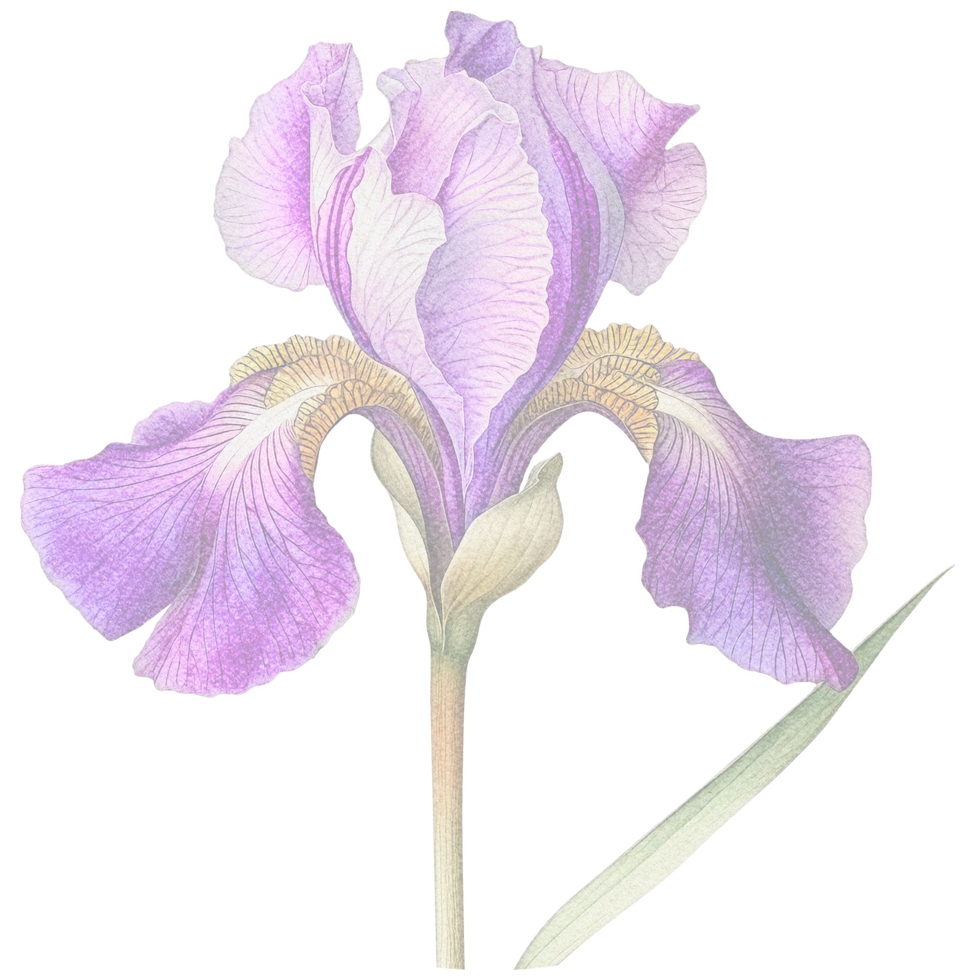 iris nutrition (2)